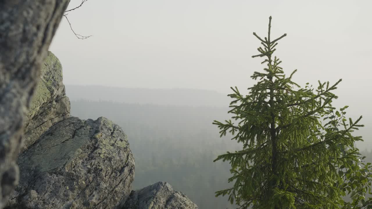 vista de la montaña brumosa con el pino