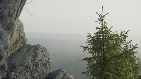misty mountain view with pine tree