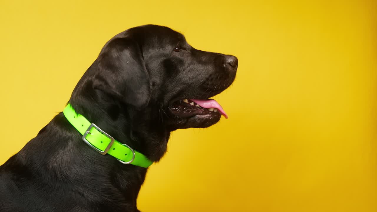 노란색 배경에 밝은 녹색 목걸이를 입은 검은색 래브라도, 입이 열리고 혀가 으로 어있는 어두운 리트리버 개.