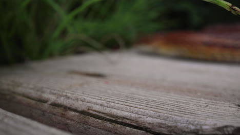 corn snake macro close up as he exits frame slithering away