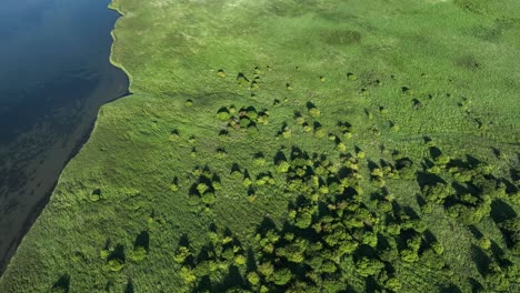 Aerial-top-down-shot-of-green-field-with-trees-and-grass-and-shoreline-of-lake-Oostvoorne,Netherlands