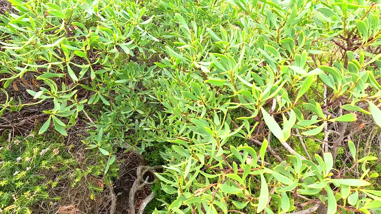 Vibrant green foliage captured in natural light at Aireys Inlet, showcasing dense plant life and serene outdoor environment