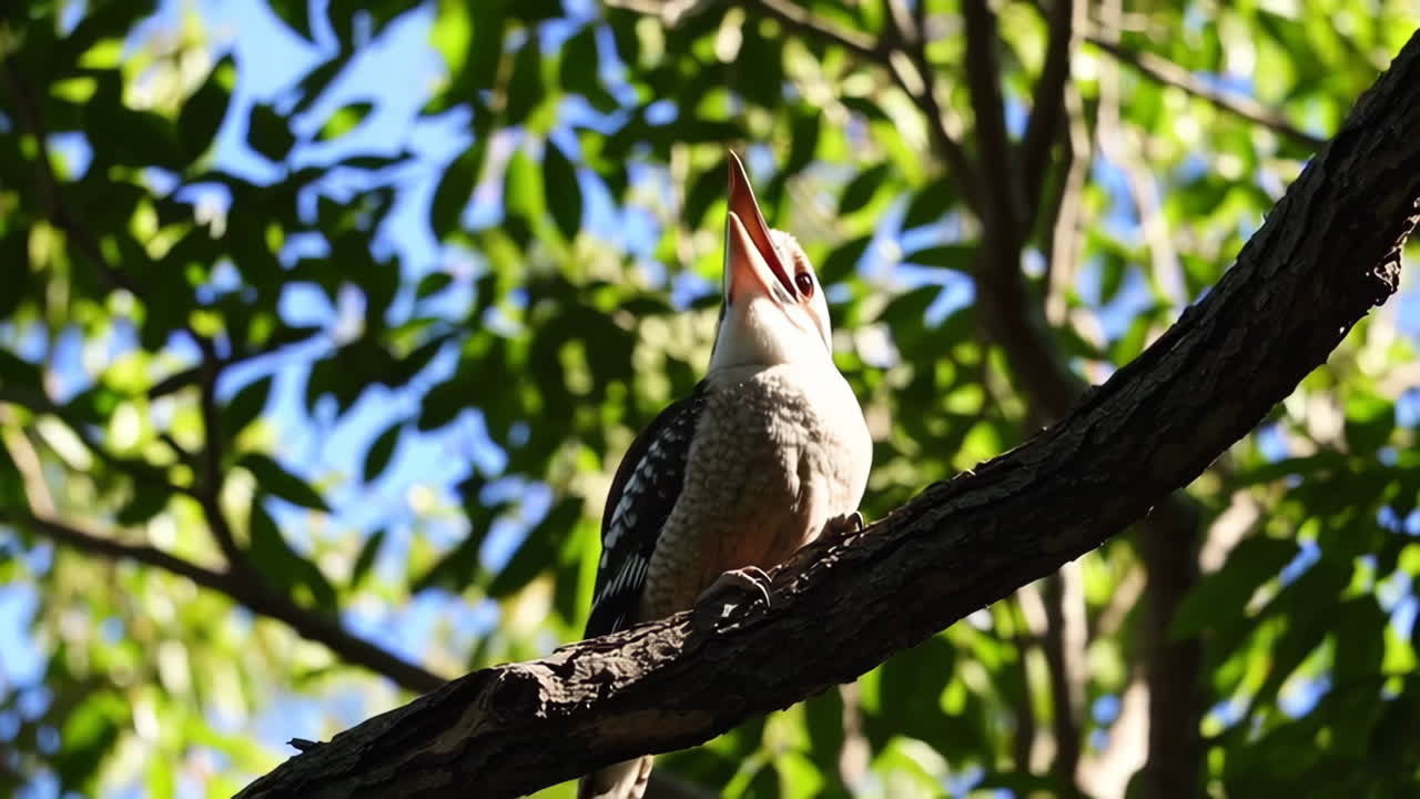 Kookaburra on a Branch