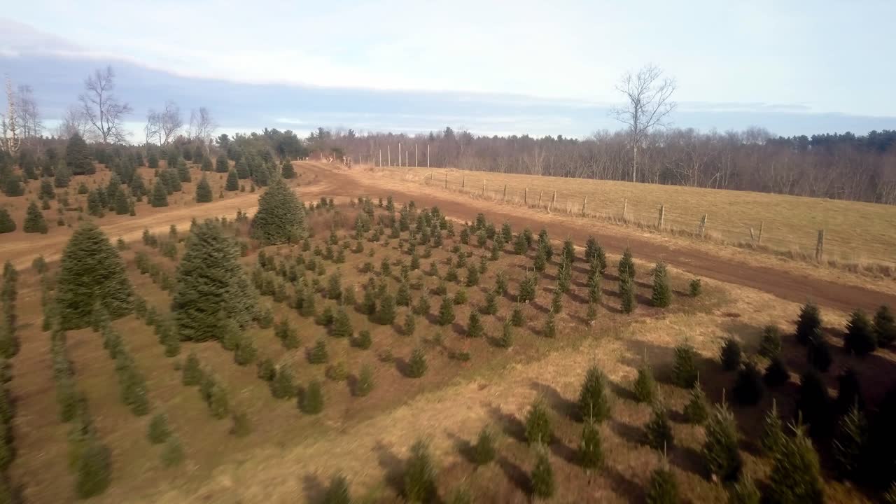 Aerial Flyover North Carolina Christmas Tree Farm
