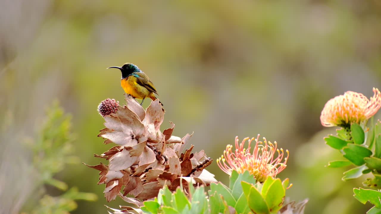 Striking orange-breasted sunbird perched atop protea bush looking around