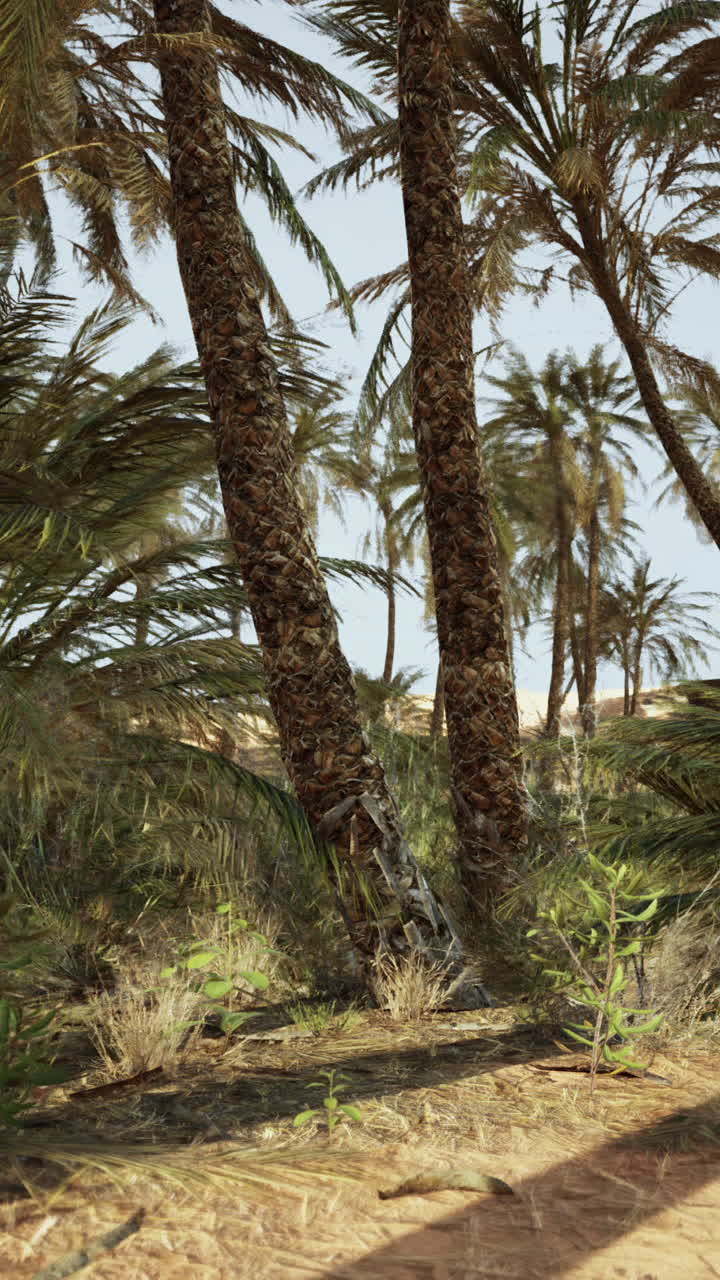 Palm Trees in a Desert Oasis