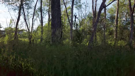 Walking-through-a-dark-path-while-the-sun-shines-behind-the-trees