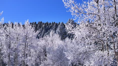 Frío-Helado-Derritiéndose-Blanco-Soleado-Diciembre-Invierno-Navidad-Escarchado-álamo-Temblón-Bosque-Primera-Nieve-Aéreo-Cinematográfico-Zumbido-Azulejo-Hoja-Perenne-Colorado-Montaña-Rocosa-Escena-Lentamente-Derecho-Círculo-Movimiento