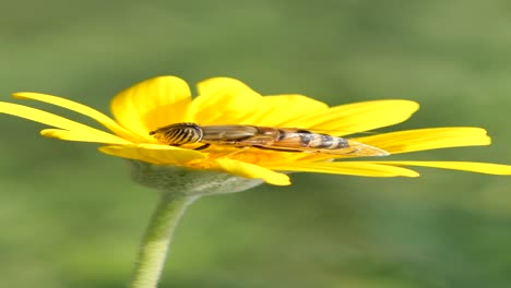 close-up of a bee or fly on a yellow flower