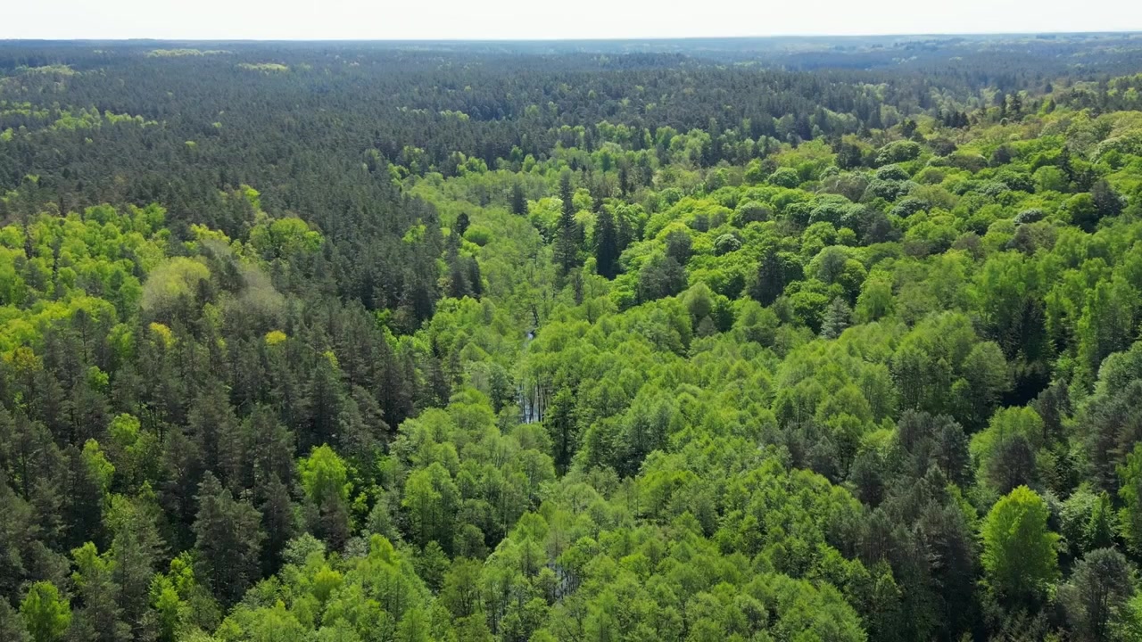 Volo di drone sopra la volta della foresta, su cime di alberi verdeggianti e lussureggianti.