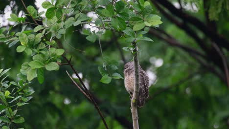 Eyes closing facing to the left then suddenly turns its head to the right, Spotted Owlet Athene brama, Thailand