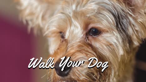 Animation-of-walk-your-dog-text-in-white,-over-close-up-of-yorkshire-terrier-pet-dog-looking-up