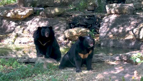 two bears resting in a natural habitat