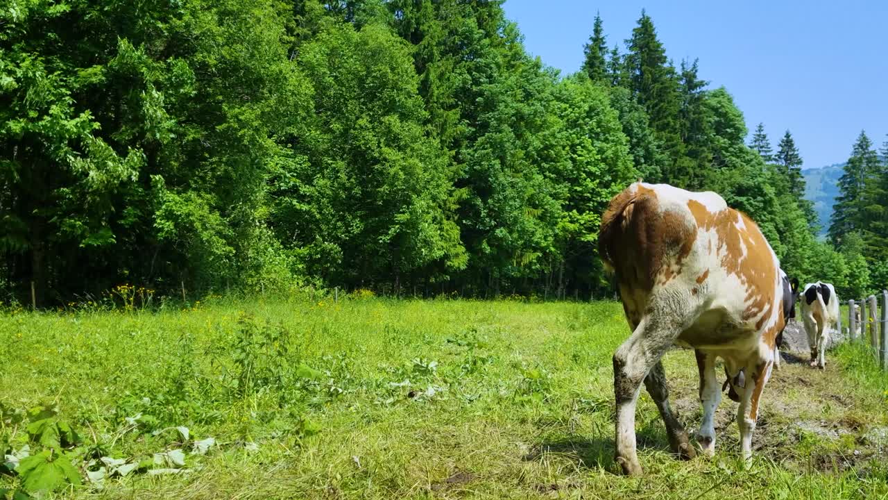Young cows shift nervously, swatting at flies in a lush green meadow surrounded by alpine pines. Filmed on a sunny day near Schwarzsee in Fribourg, Switzerland