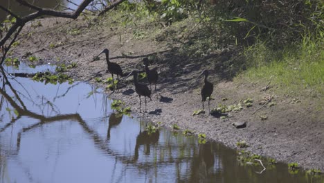 glossy ibis wading birds along shoreline