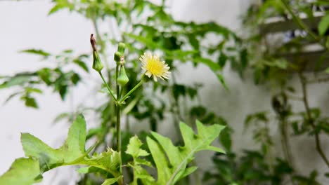 close-up of yellow dandelion flower with buds and green leaves against a light blur background