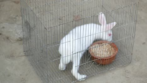 white rabbit in a cage