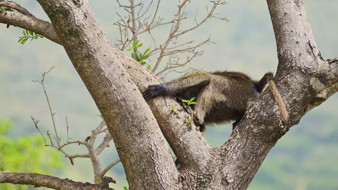 babuino bajando de un árbol alto en lo alto, espeso bosque exuberante en el fondo, vida silvestre africana en la reserva nacional de maasai mara, kenia