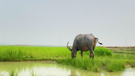 horned water buffalo grazing near small pond in rural bangladesh