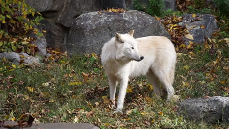 el lobo gris de las montañas rocosas del sur se encuentra en medio de rocas, mirando con cautela a la derecha