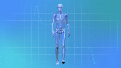 animación de cardiógrafo y esqueleto caminante sobre fondo azul
