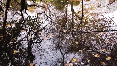 Reflexión-Del-Estanque-Con-Coloridos-árboles-Otoñales-Y-Hojas-Caídas-En-La-Superficie-Del-Agua-En-El-Parque-Skaryszewski-Con-Hermosos-Colores-Otoñales