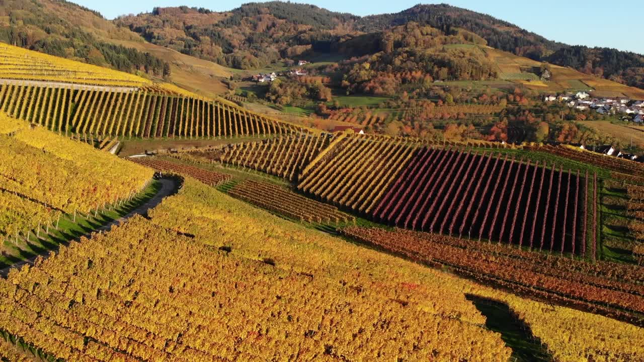 I vigneti risplendono con i colori vivaci dell'autunno.