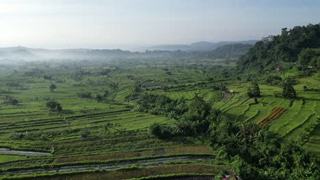 Rising-drone-view-over-large-rice-fields-farms