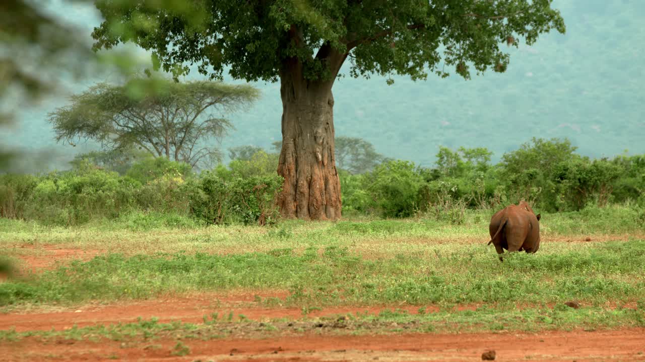 vista trasera de un rinoceronte negro oriental en el parque nacional tsavo west, kenia, áfrica