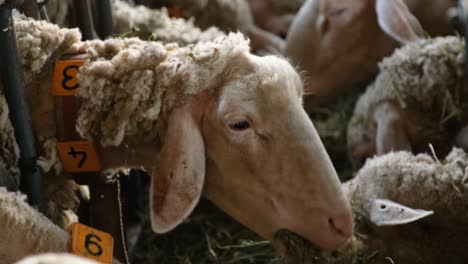 sheeps on a flock farm