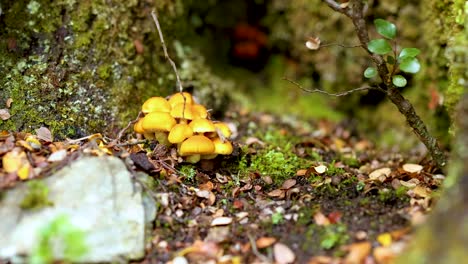 Cluster of yellow mushrooms among moss, lichen, leaves, and bark in soft natural daylight