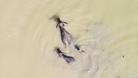 Luftaufnahme-Eines-Büffels-Aus-Der-Vogelperspektive,-Der-Durch-Schlammiges-Wasser-In-Bangladesch-Läuft