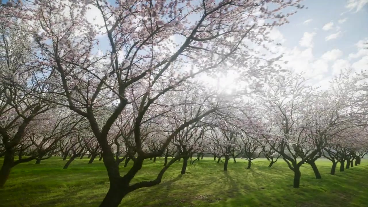 Mandorli in fiore con petali rosa che ricoprono un prato verde sotto un cielo primaverile. Grandangolo
