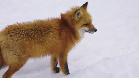 lone red fox walking over snow in winter, 4k slow motion shot