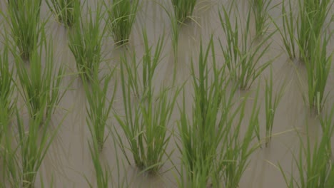 green rice plants inside flooded field, china