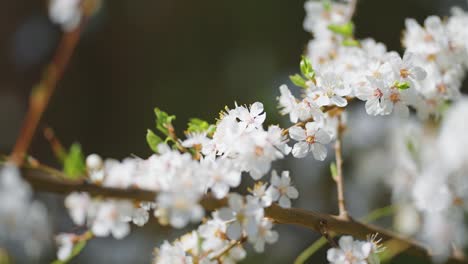 delicate flowers of the cherry tree in bloom