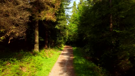 Drone-shot-flying-through-thick-and-dense-woodland-in-Longleat-Forest