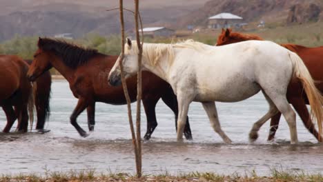 the untamed spirit of feral horses, domesticated stock, as they roam freely in the summer heat