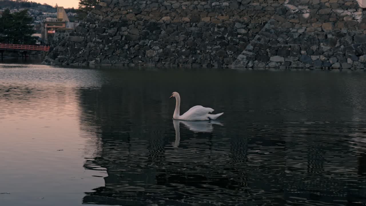 A graceful swan glides across the calm waters surrounding Matsumoto Castle during a serene autumn sunset.