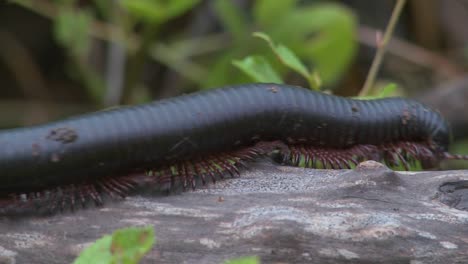 An-African-millipede-or-centipede-crawls-across-a-jungle-branch