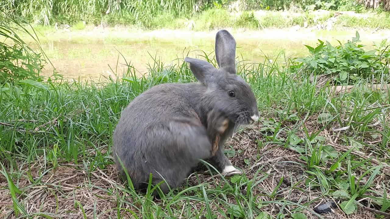 un conejo gris jugando en el campo de hierba. un conejo gris de orejas esponjosas se sienta en un prado verde y come hierba verde joven de cerca, por la noche, con la brillante luz del sol cálido. conejo de pascua.