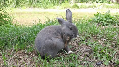 a gray rabbit playing on the grass field. a gray fluffy-eared rabbit sits on a green meadow and eats young green grass close up, in the evening, with bright warm sunlight. easter bunny.