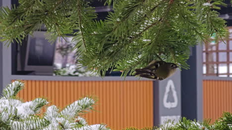 goldcrest bird, regulus regulus, golden-crested kinglet forages on pine branches during snow fall near korean apartment