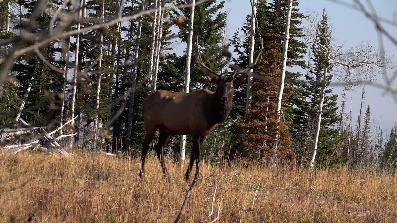Young Bull Elk Wildlife Standing in an Open Clearing on a Sunny Day