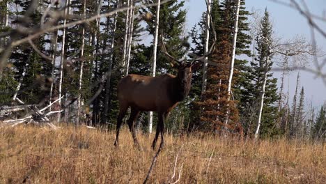 young bull elk wildlife standing in an open clearing on a sunny day
