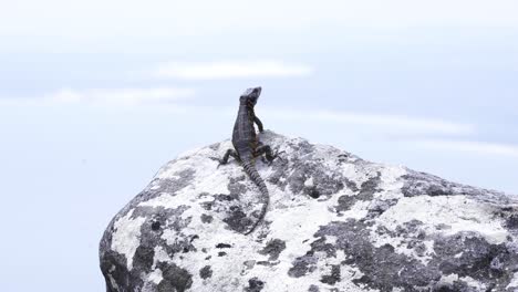 black girdled lizard basking on rock in table mountain, cape town, south africa