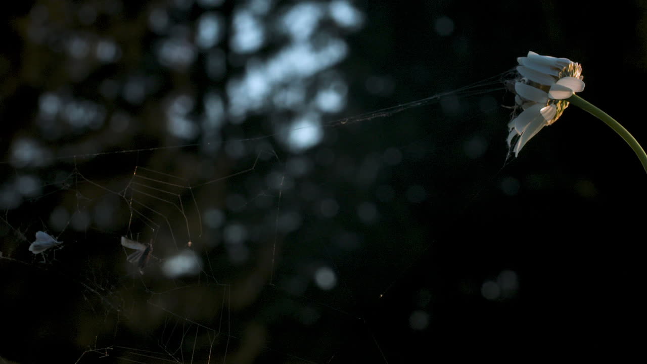 거미줄에 힌 어가는 데이지