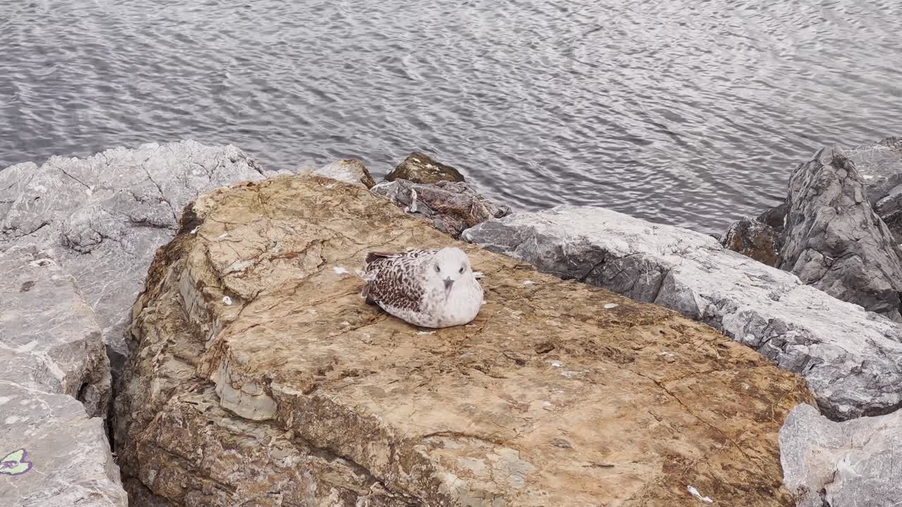 In the cloudy weather of autumn, a dove watches the surroundings on the seashore.