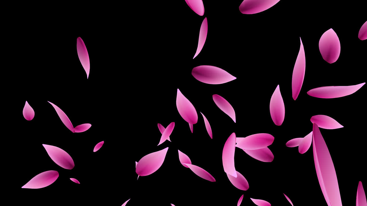 Rosa Blütenblätter fallen auf schwarzem Hintergrund