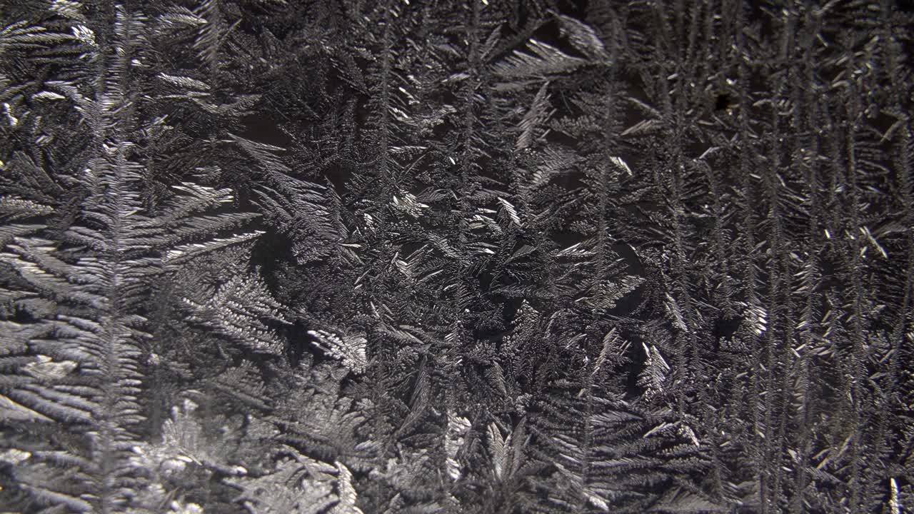 la nieve helada en los pinos escoceses